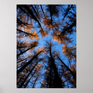 Autumn trees at sunset poster