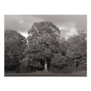 Autumn Trees, Bute Park, Cardiff Photo Print
