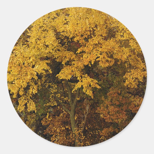 Autumn Trees Classic Round Sticker (Front)