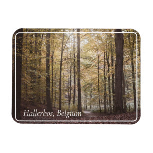 Autumn Trees, Hallerbos, Belgium Magnet