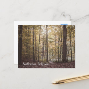 Autumn Trees, Hallerbos, Belgium Postcard
