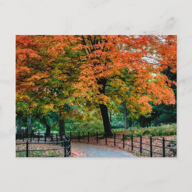 Autumn Trees in Central Park Photo Postcard (Front)