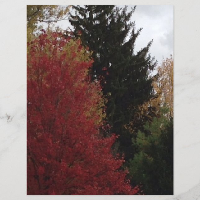 Autumn Trees in Red Yellow Green Scrapbook Paper (Front)