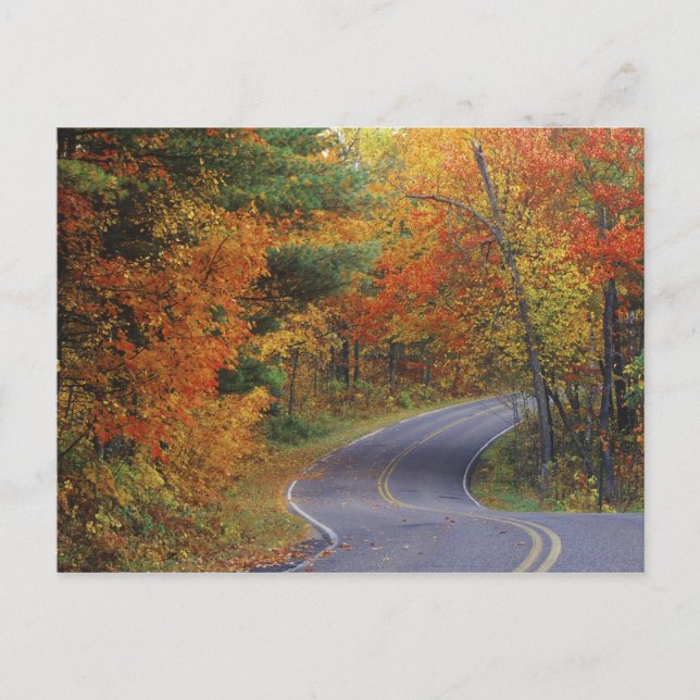Autumn trees line roadway in Itasca State Park Postcard (Front)