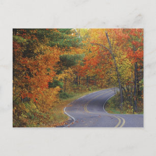Autumn trees line roadway in Itasca State Park Postcard