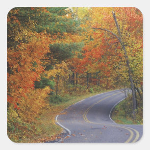 Autumn trees line roadway in Itasca State Park Square Sticker