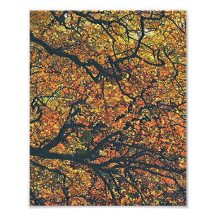 AUTUMN TREES PHOTO PRINT