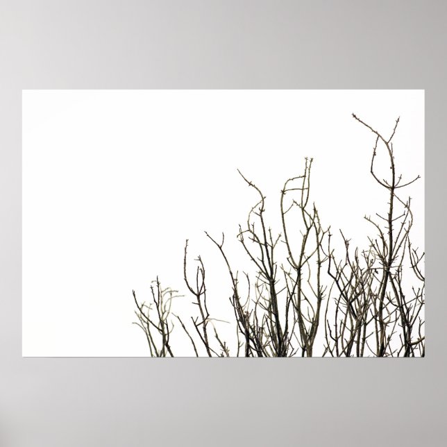 autumn trees poster (Front)