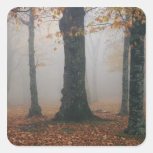 Autumn view of foggy forest, Grandfather 2 Square Sticker