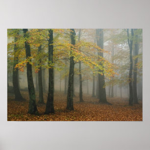 Autumn view of foggy forest, Grandfather 3 Poster