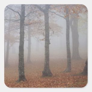 Autumn view of foggy forest, Grandfather Square Sticker