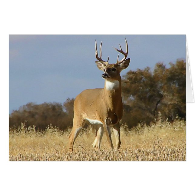 Autumn Whitetail Buck (Front Horizontal)
