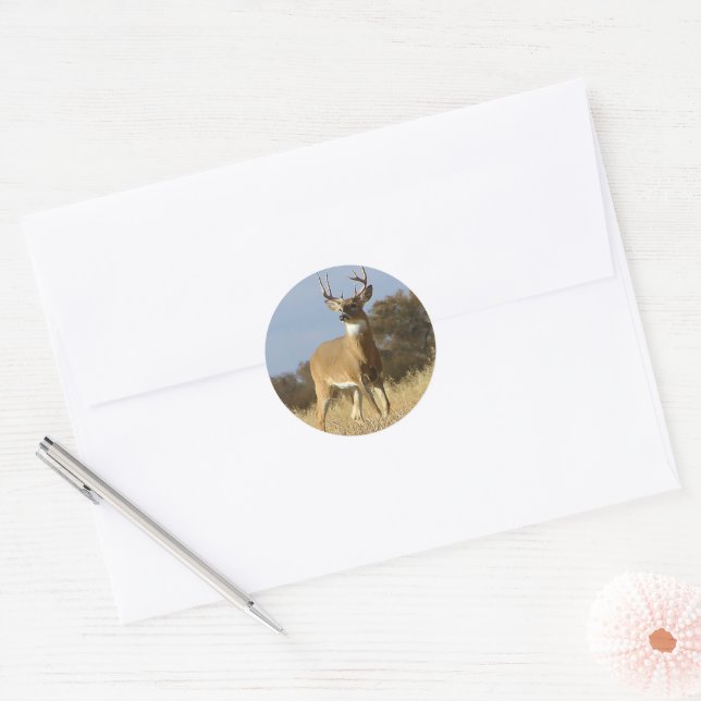 Autumn Whitetail Buck Classic Round Sticker (Envelope)