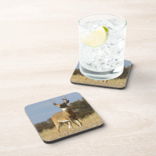 Autumn Whitetail Buck Coaster