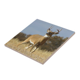 Autumn Whitetail Buck Tile