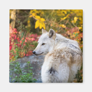 Autumn Wolf Magnet