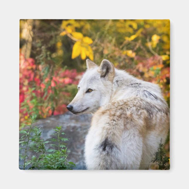 Autumn Wolf Magnet (Front)