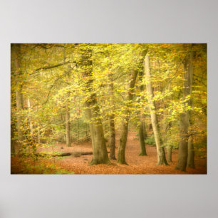 Autumn Woodland (4364) Poster