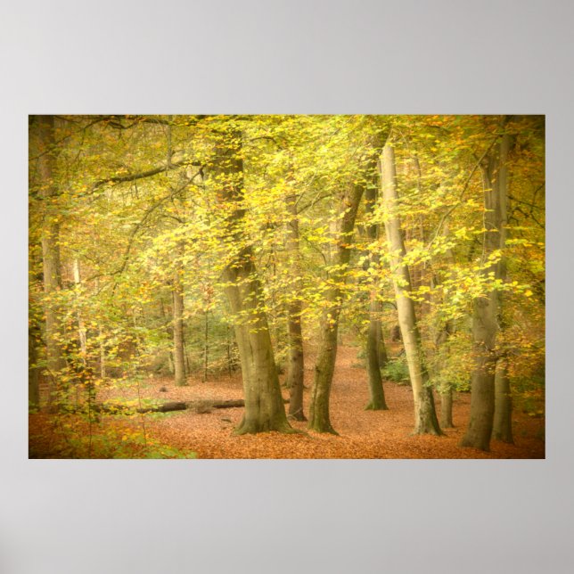 Autumn Woodland (4364) Poster (Front)