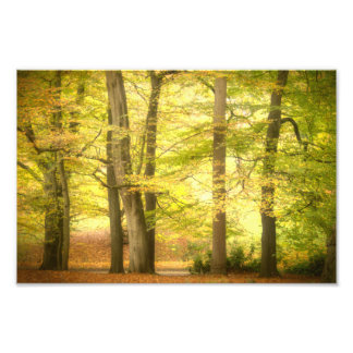 Autumn Woodland (4391)  Photo Print