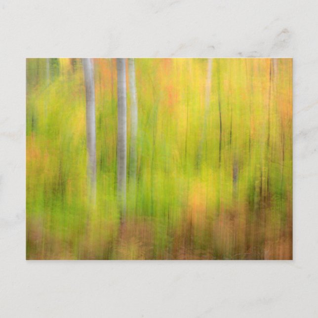 Autumn Woodland | Michigan, Upper Peninsula Postcard (Front)