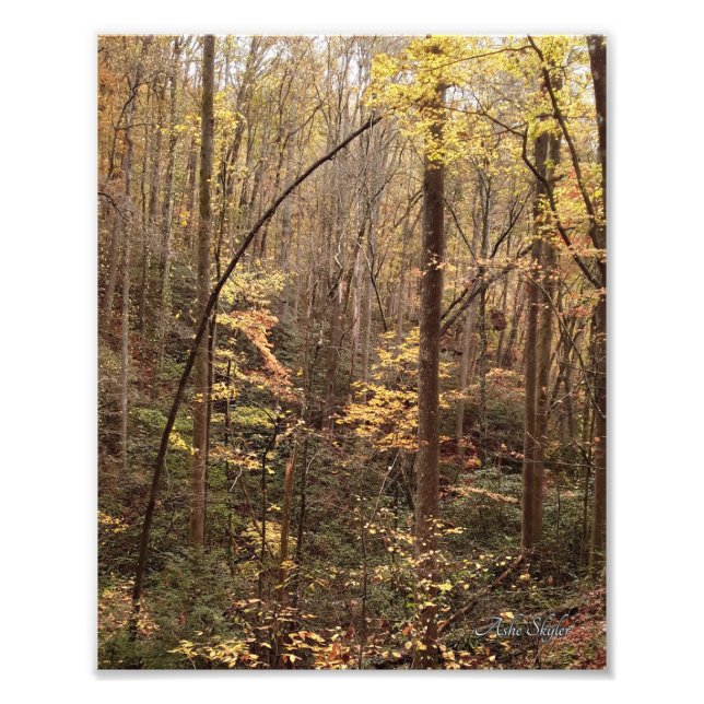 Autumn Woodland Photo Print (Front)