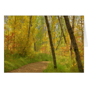 Autumn Woodlands