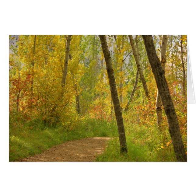 Autumn Woodlands (Front Horizontal)