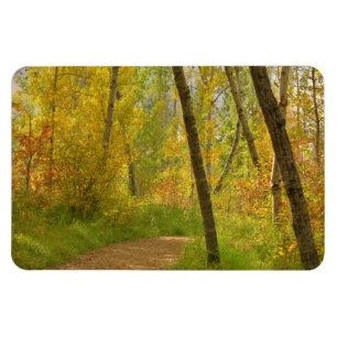 Autumn Woodlands Magnet