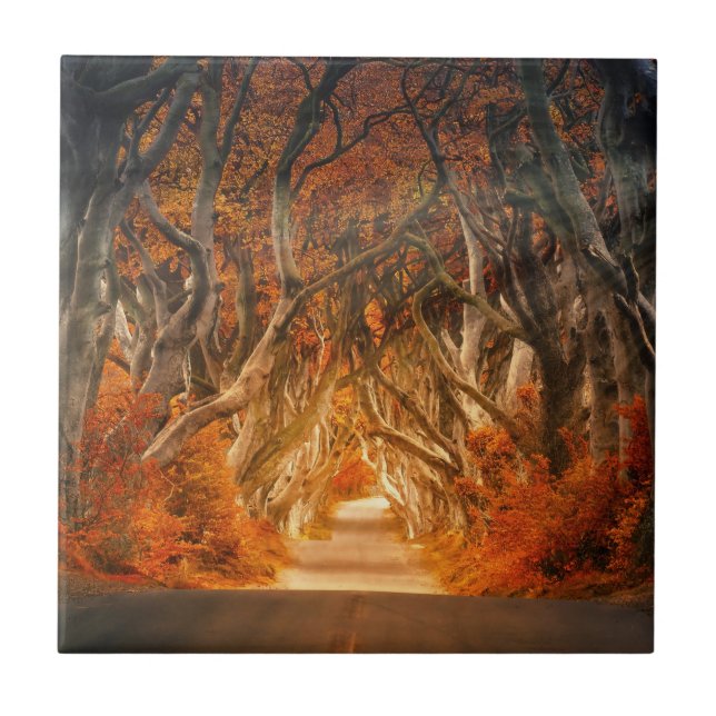 Autumn Woods Thicket Path Ceramic Tile (Front)