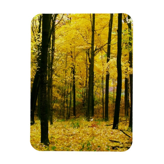 Autumn Yellow Forest Magnet (Vertical)