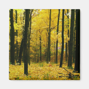 Autumn Yellow Forest Magnet