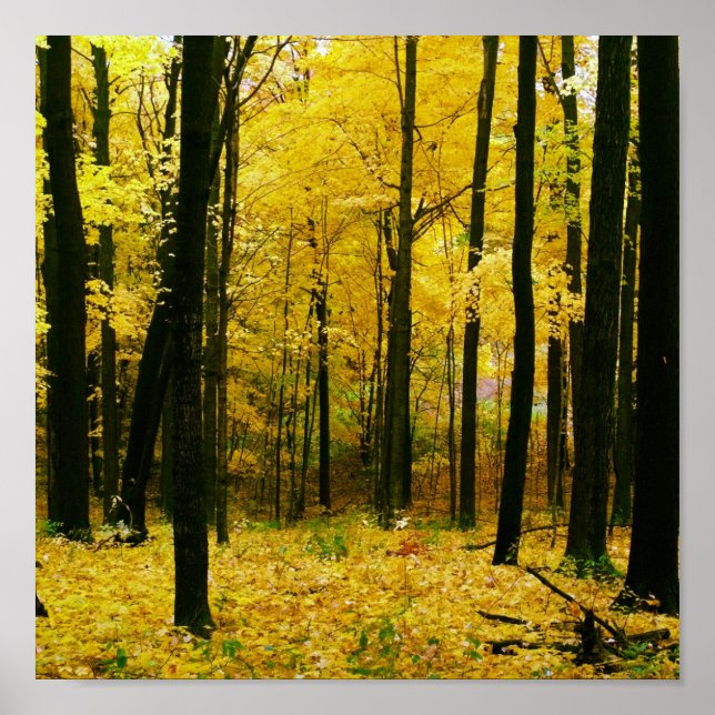 Autumn Yellow Forest Poster (Front)