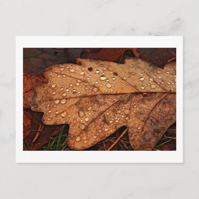 Autumn yellow leaf postcard (Front)
