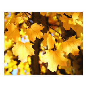 Autumn Yellow Leaves Glowing Photography art print