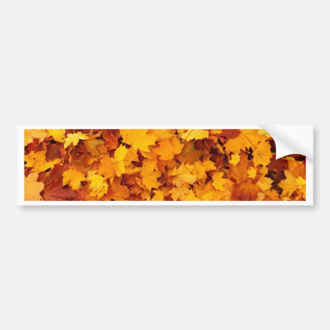 Autumn Yellow Maple Leaves Bumper Sticker (Front)