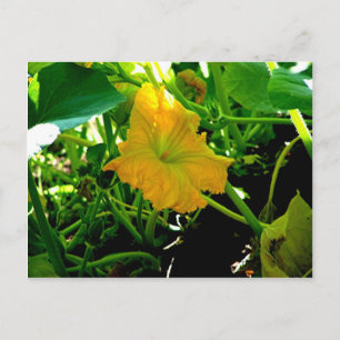 " Autumn  Yellow Squash Blossom" Postcard