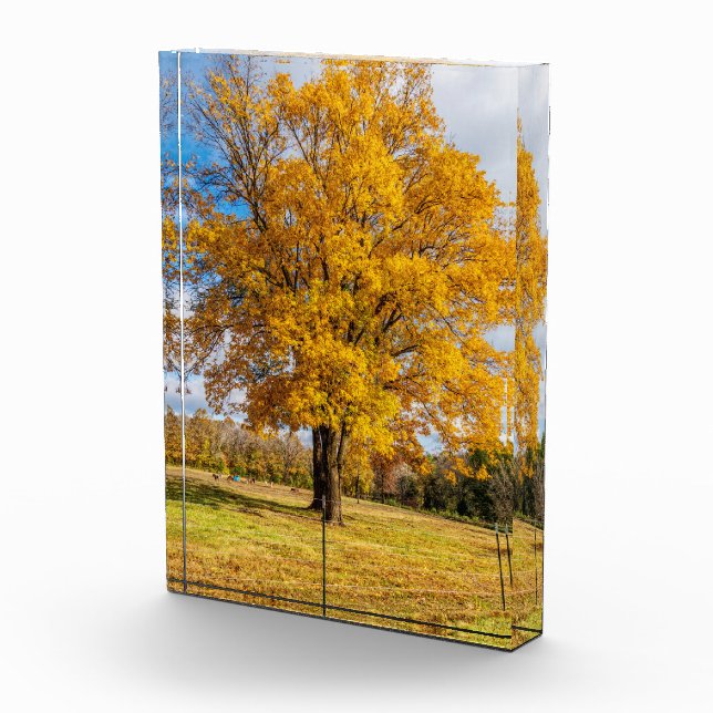 Autumn Yellow Sugar Maple Photo Block (Right)