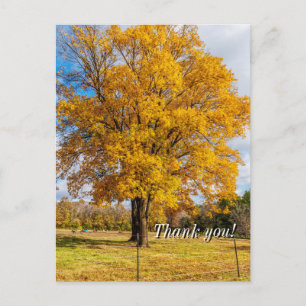 Autumn Yellow Sugar Maple Thank you Postcard