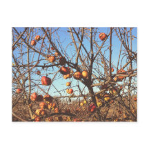 Autumnal Apples Photo