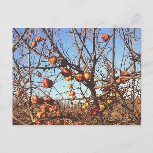 Autumnal Apples Photo Postcard (Front)
