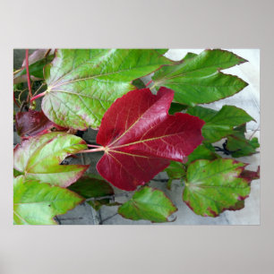 autumnal colours poster