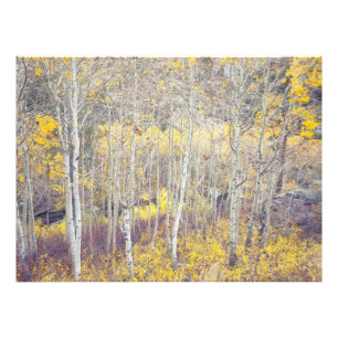 Autumnal Forest Photo Print