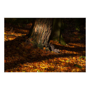 Autumnal forest scene with tree and squirrel poster