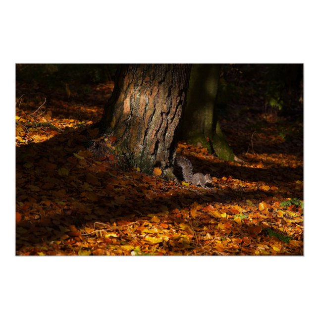 Autumnal forest scene with tree and squirrel poster (Front)
