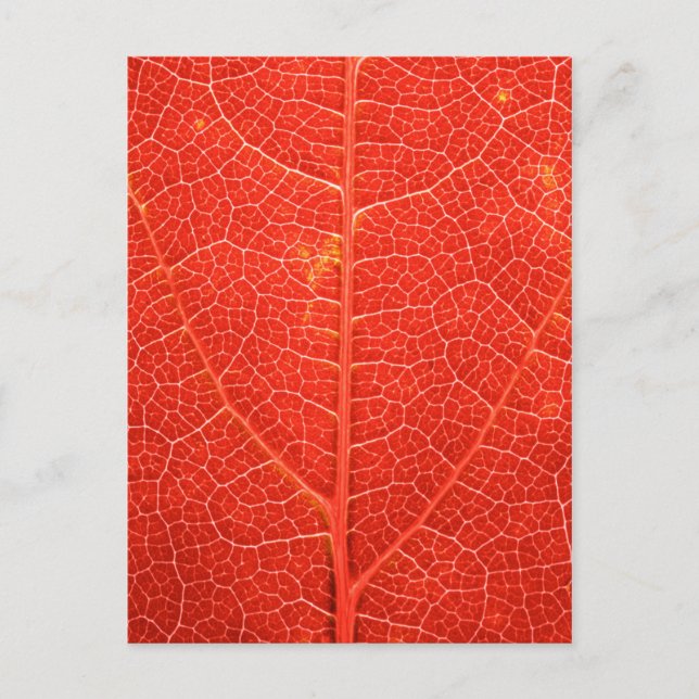 Autumnal Leaf Postcard (Front)