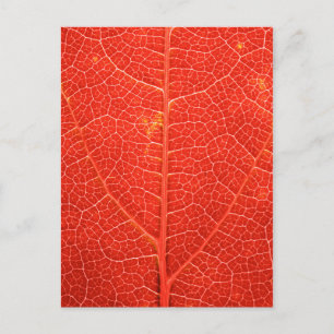 Autumnal Leaf Postcard