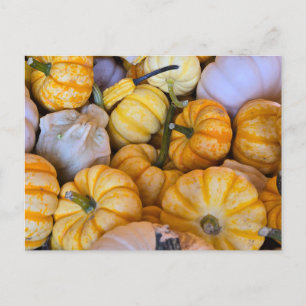 Autumnal pumpkins and gourds invitation postcard