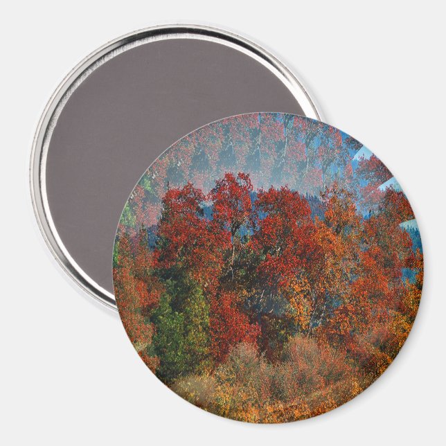 Autumnal trees.... magnet (Front/Back)