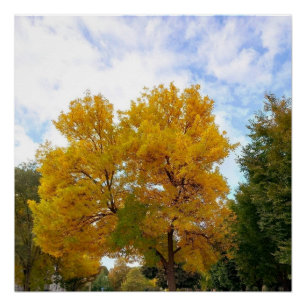 AUTUMNS MELLOW YELLOW poster